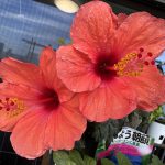 ハイビスカスが咲いています。
